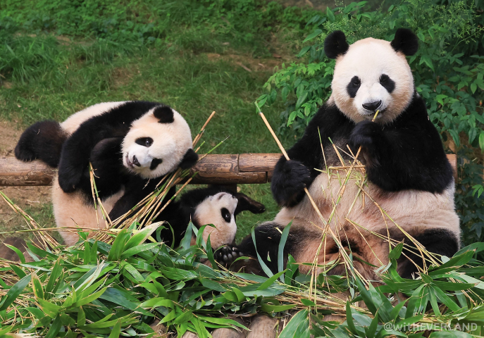 お父さんパンダ、ルバオ