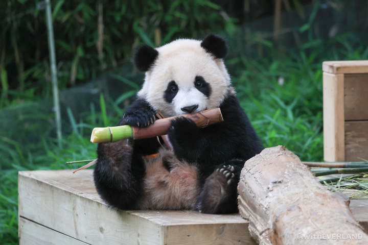 双子のパンダ、ルイバオとフイバオ