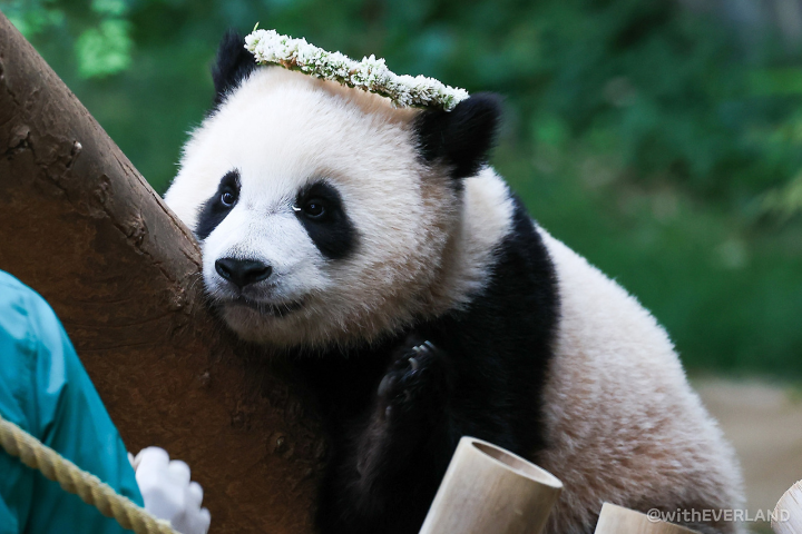 遊んでいるパンダ