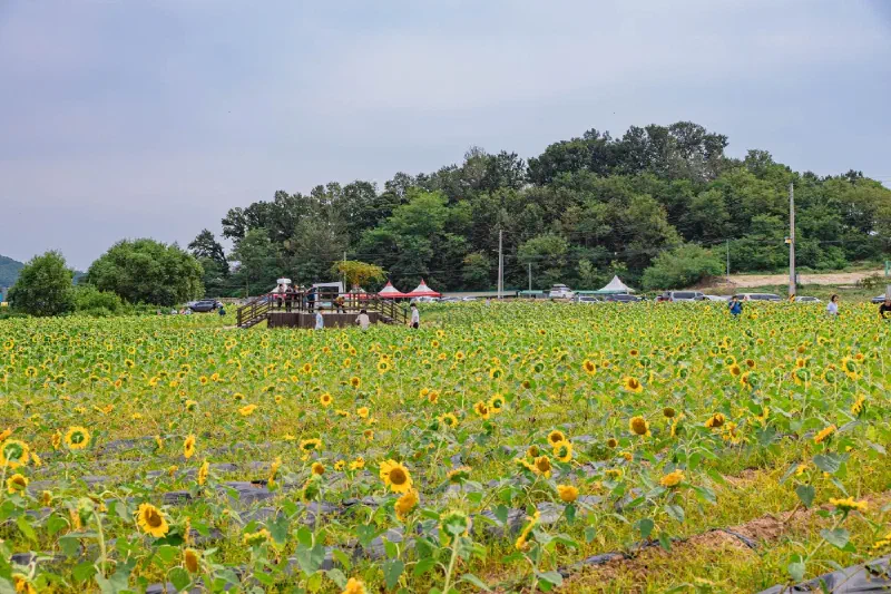 ナンジョン里ひまわり庭園 黄色い花畑のクローズアップ
