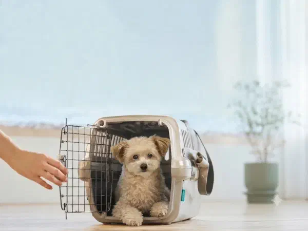 韓国線「機内持ち込み」OK！愛犬と乗れる航空会社11社比較｜決め手はケージ込みの「総重量」（2026年時点）